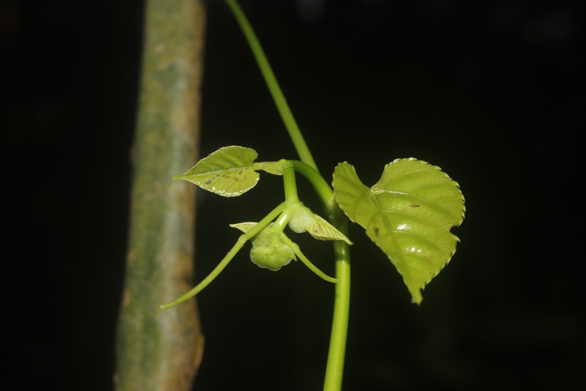 Cissus lonchiphylla Thwaites